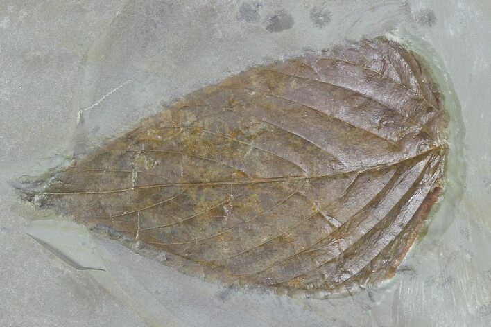 Detailed Fossil Hackberry Leaf - Montana #99434
